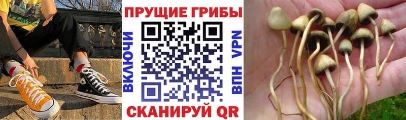 Купить  Скопин  Псилоцибиновые грибы GOLDEN TEACHER 